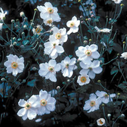 Anemone 'Honorine Jobert'