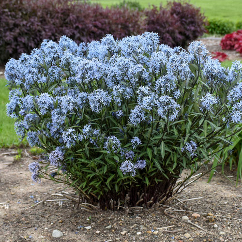 Amsonia 'Storm Cloud'