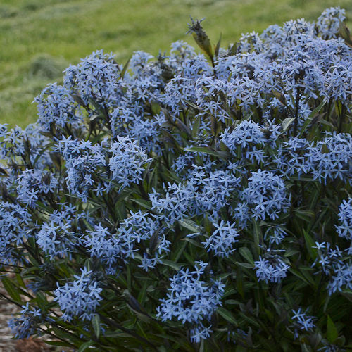 Amsonia 'Storm Cloud'
