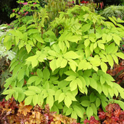 Aralia 'Sun King'