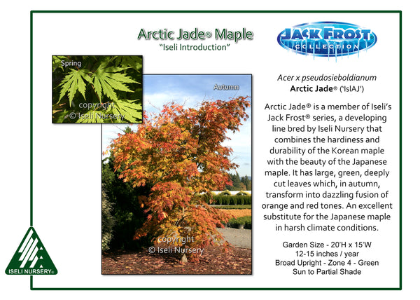 Japanese Maple Hybrid 'Arctic Jade'