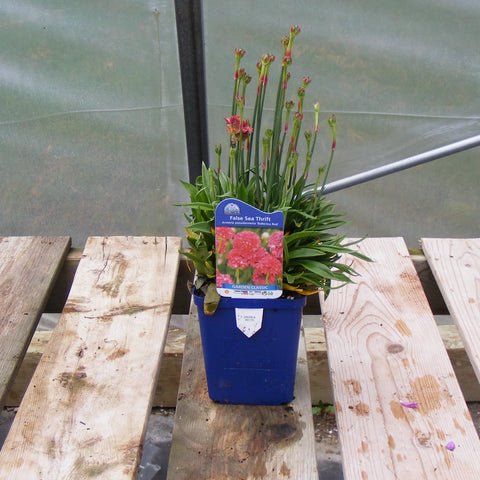 Armeria 'Ballerina Red’