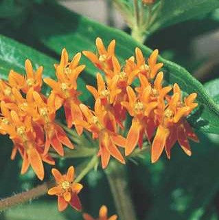 Butterfly Weed - Asclepias tuberosa