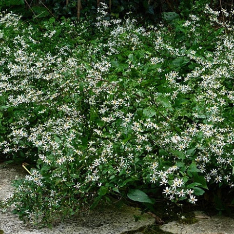 White Wood Aster