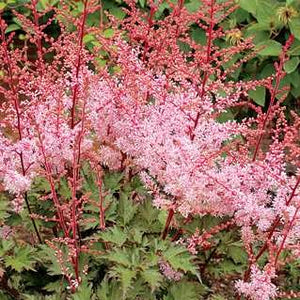 Astilbe 'Delft Lace'