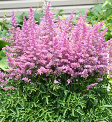 Astilbe 'Younique Lilac'