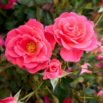 Rose 'Aurora Borealis - Sunset Pink'