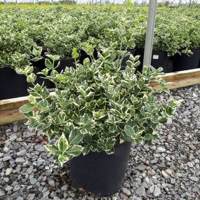 Euonymus 'Emerald Gaiety'