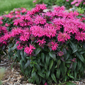 Beebalm 'Berry Taffy'
