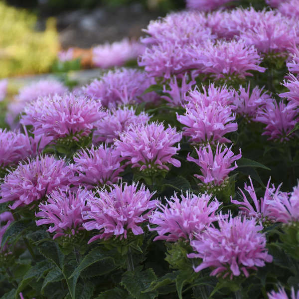 Beebalm 'Pink Frosting'