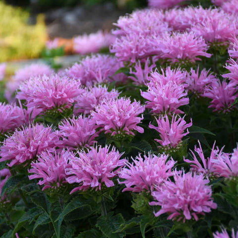 Beebalm 'Pink Frosting'