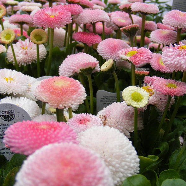 Bellis 'Tasso Strawberries & Cream'
