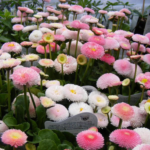 Bellis 'Tasso Strawberries & Cream'