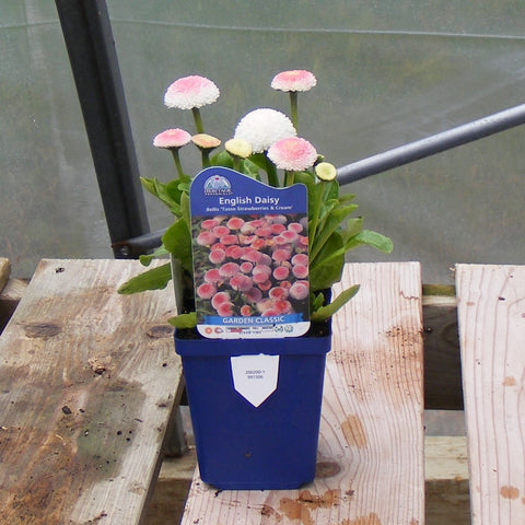 Bellis 'Tasso Strawberries & Cream'