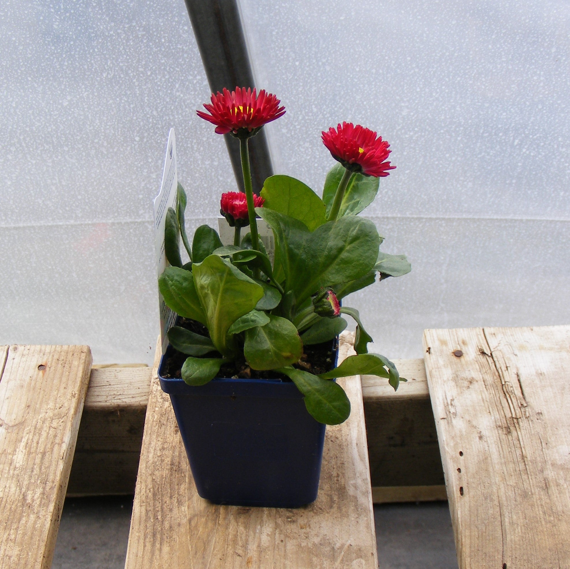 Bellis 'Tasso Red'