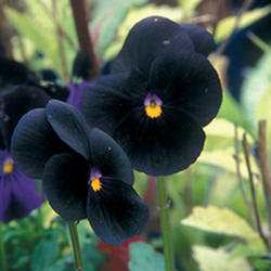Pansy Sorbet 'Black Delight'