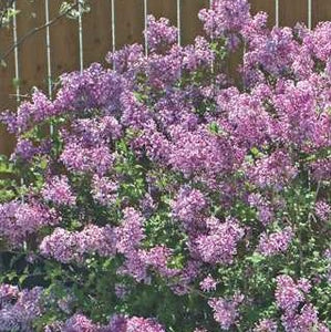 Lilac 'Bloomerang Dark Purple'- Tree Form