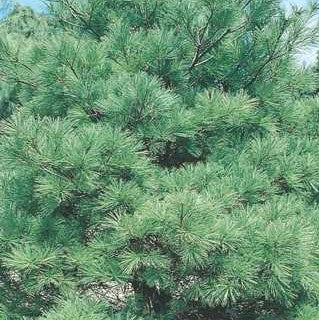 White Pine 'Blue Shag'