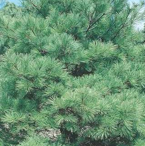 White Pine 'Blue Shag'