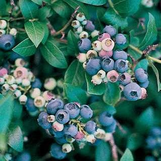 Blueberry 'Northblue'