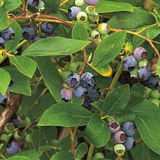 Blueberry 'Polaris'