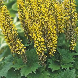 Ligularia 'Bottle Rocket'