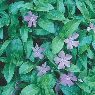 Periwinkle 'Bowles'