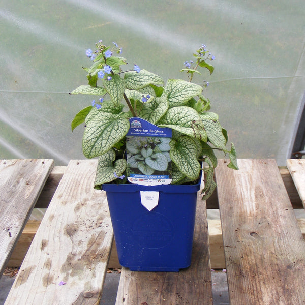 Brunnera 'Alexander’s Great’