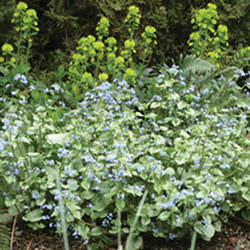 Brunnera 'Jack Frost’