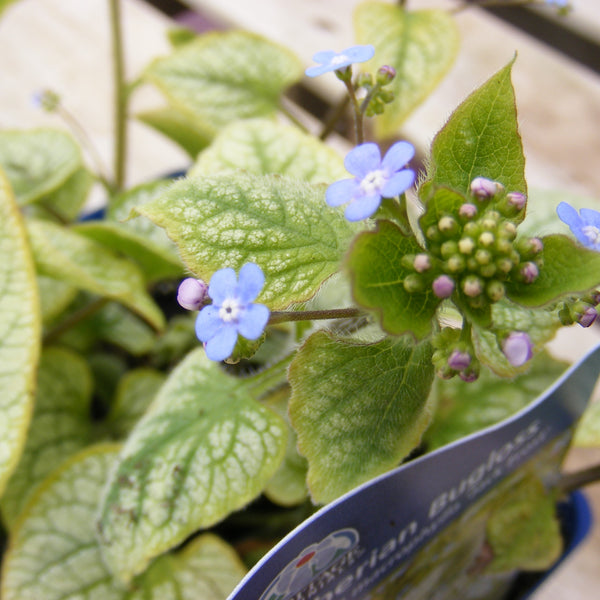 Brunnera 'Jack Frost’