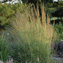 Feather Reed Grass ‘Eldorado’