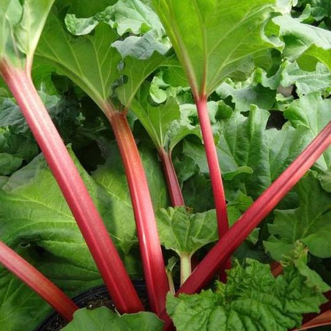 Rhubard 'Chipmans Canada Red'