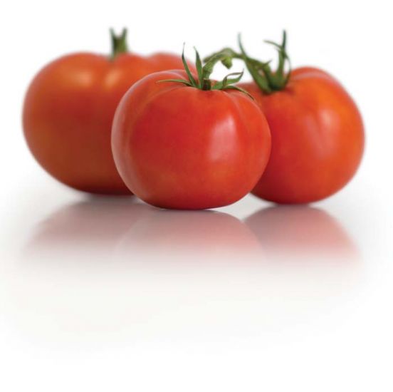 Tomato 'Celebrity'