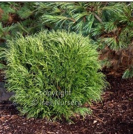 Threadbranch Cypress 'Angel Hair'