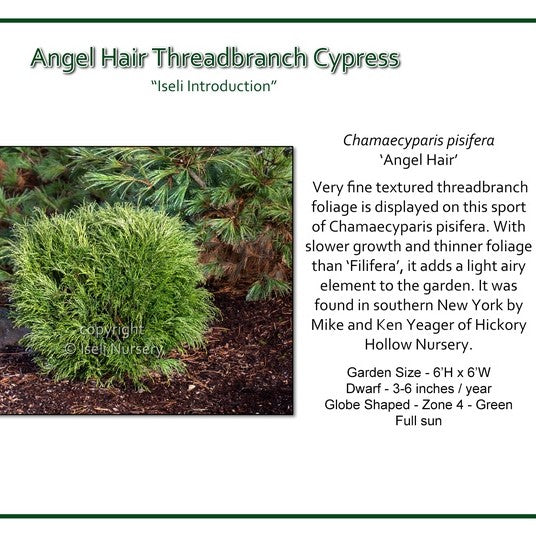 Threadbranch Cypress 'Angel Hair'
