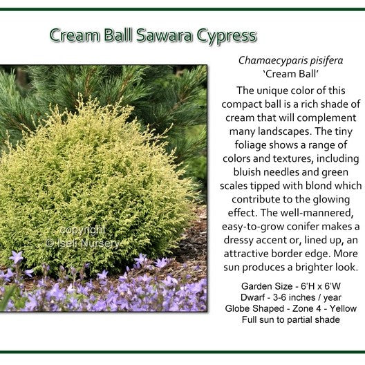 Sawara Cypress 'Cream Ball'