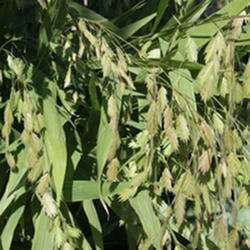 Northern Sea Oats Grass