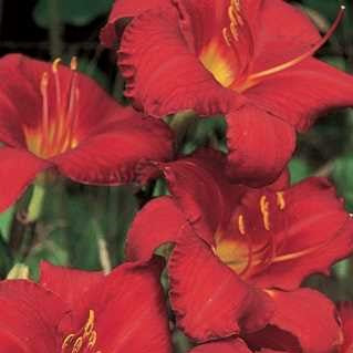 Daylily 'Chicago Apache'