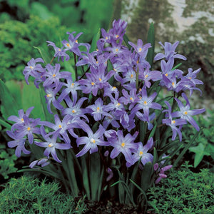 Chionodoxa forbesii