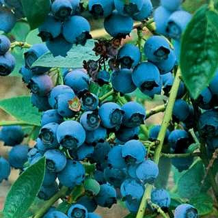 Blueberry 'Chippewa'