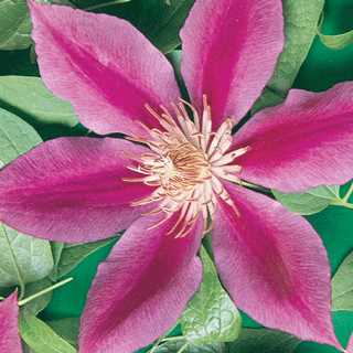 Clematis 'Dr.Rupple'