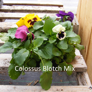 Pansy Flats 'Colossus Blotch Mix'