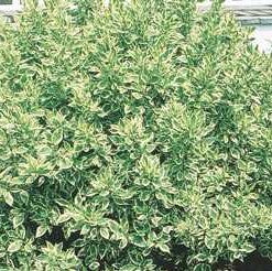 Dogwood 'Ivory Halo'