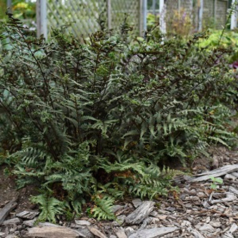 Japanese Painted Fern 'Crested Surf'