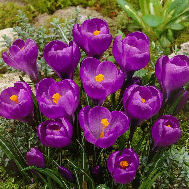 Crocus 'Flower Record'