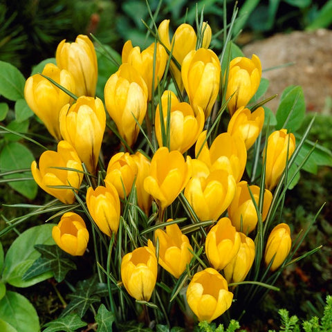 Crocus 'Giant Yellow'