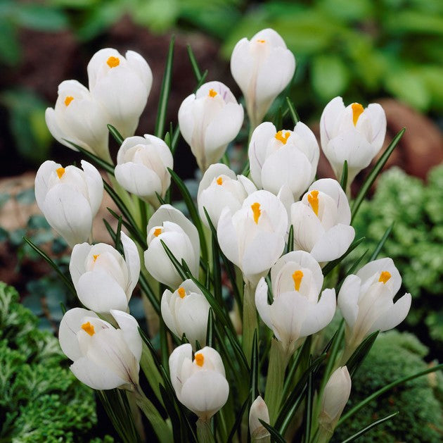 Crocus 'Jeanne d'Arc'