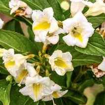 Weigela 'Czechmark Sunny Side Up'