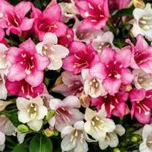 Weigela 'Czechmark Trilogy'