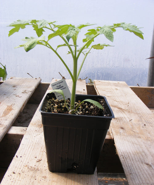 Tomato 'La Roma San Marzano'